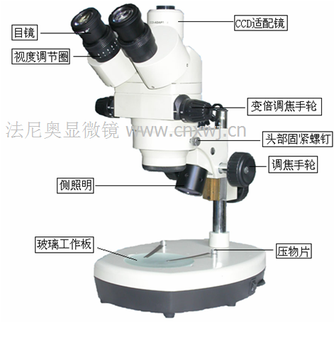 体视显微镜